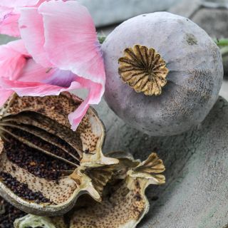 Giant Rattle Breadseed Poppy pods with bloom.