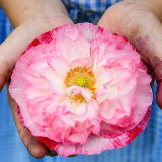 Close-up Supreme Poppy being held by gardener.