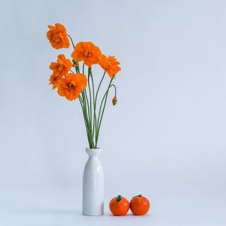 Tangerine Poppy in white vase with small tangerines at base. 