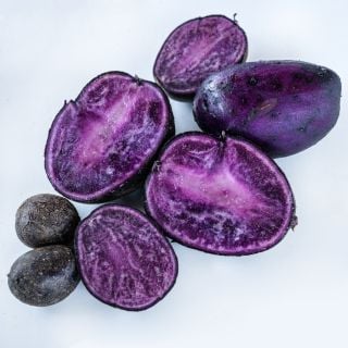 Purple Majesty Potato cut full-size tubers with Micro Potato Tubers on a white background.