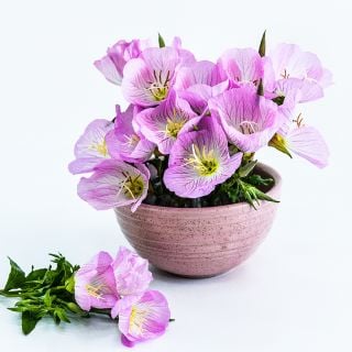Pink Evening Primrose flowers arranged in pink bowl on a white seamless background.