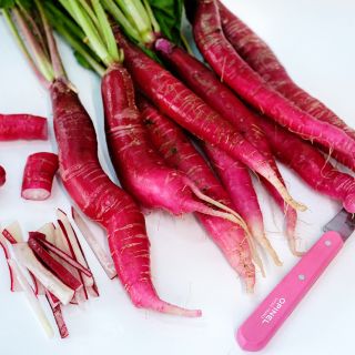 Whole and cut Cincinnati Market Radishes with a pink knife on white background.
