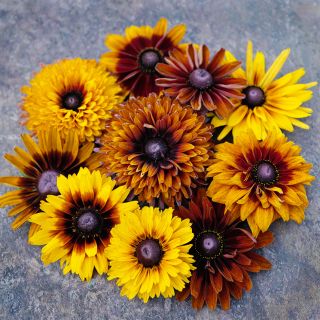 Cherokee Sunset Rudbeckia flowers arranged in circle on a slate background.