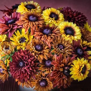 A detailed view of the variety of colors in the flowers within Sahara Rudbeckia mix.