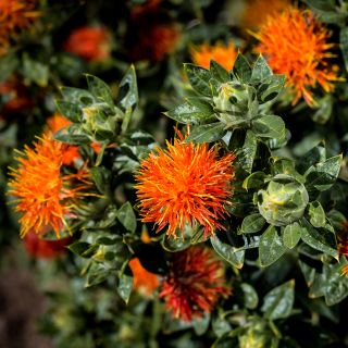 Close-up Dark Orange-Red Safflower growing in garden