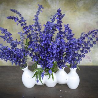 Multiple vases of Sirius Blue Sage against marbled background.