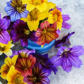 Grandiflora Mix Salpiglossis closeup in blue vase on light grey background.