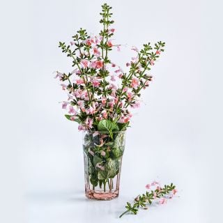Summer Jewels Pink Salvia in a pink glass vase on white.