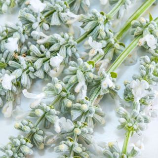 A close-up detailed view of Victoria White Salvia on a light background.