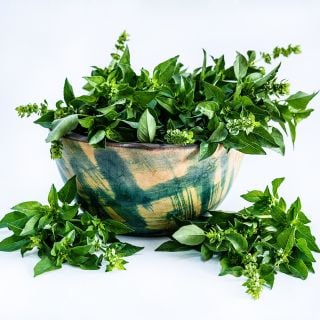 Akoko Mesa Basil in a green striped African wooden bowl on white background.