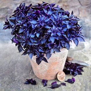 Purple Ball Basil growing in a miniature pot with a coin to show size on a slate background.