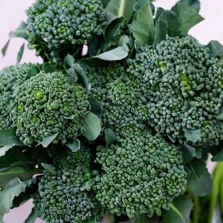 Calabrese Green Sprouting Broccoli against a pastel background.