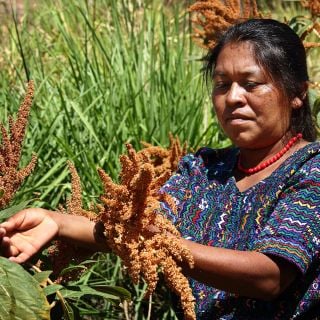 Woman harvesting Juana's Orange Amaranth in the field.