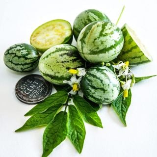 Tzimbalo Melon Pears arranged with blooms and leaves and a vintage penny on white.