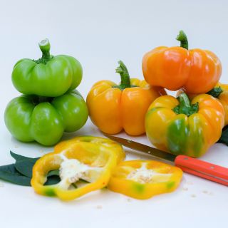 Paradicsom Alaku Sweet Peppers in various stages of maturity on a white background.