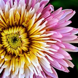 Close-up Pink Dandelion in garden.