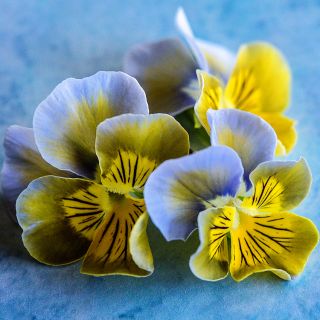 Close-up of Miniola Heart Aqua Viola flowers on bright aqua blue background.