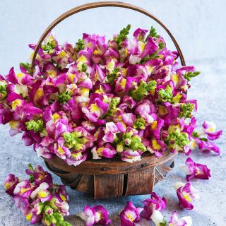 A wooden basket full of colorful Cherry Twist Snapdragons on a light background.