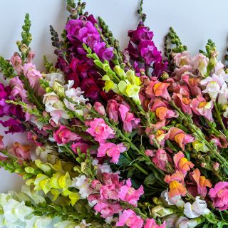 Tall Deluxe Snapdragon stems on light background.