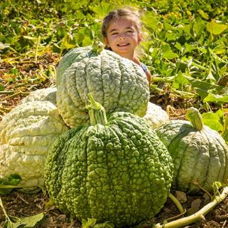 Crespo Squash 