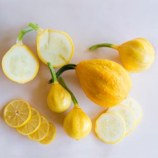 Several sizes of Lemon Squash on a white background with squash slices and lemon fruit slices.