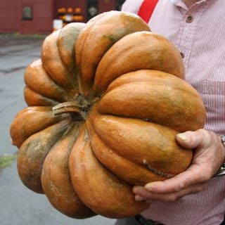 Man holding a Musquee De Provence Pumpkin Winter Squash.