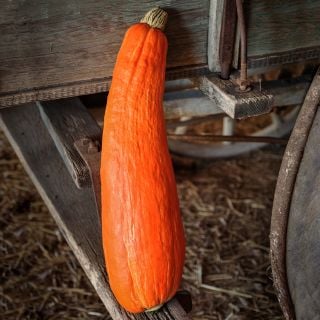A single Gete Okosomin or Kentucky Winter Squash resting on the end of wooden covered wagon.