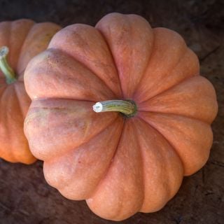Moranga Winter Squash on a wooden background.