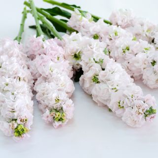 Venus Cherry Stock stems full of blooms resting on a white background.