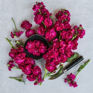 Chanter Alto Red Stock bloom laden stems arranged on light background.