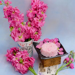 Beauty Salmon Pink Stocks with  Japanese letter on light background.