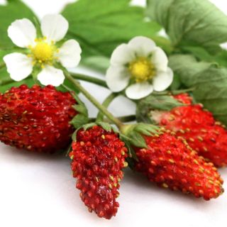 Close-up of Red Wonder Wild Strawberries with bloms and leaves on white marble background.