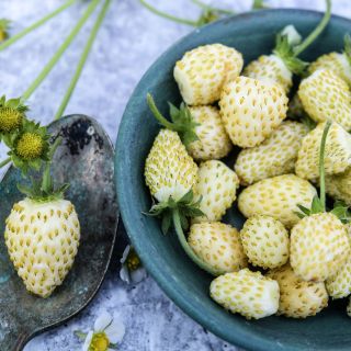 White Soul Alpine Strawberries with blooms in a blue ceramic bowl with an old spoon.