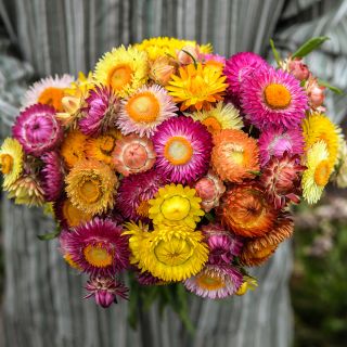 A man in a striped tunic holding a bouquet of Tall Double Mix Strawflowers in the trial gardens at Baker Creek.
