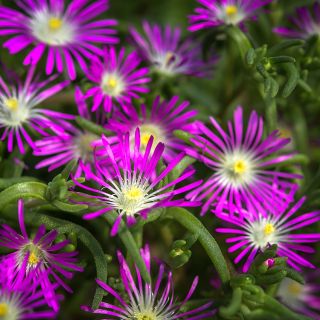 Purple Stardust Iceplant growing in garden