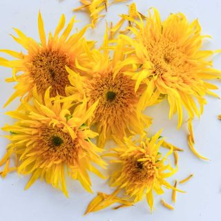 Astra Gold Sunflowers are arranged on a white background.