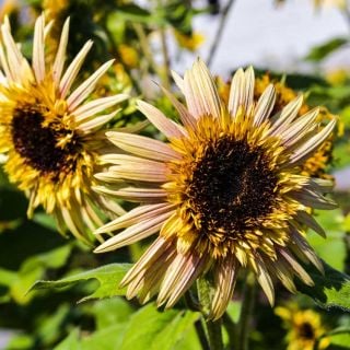 Astra Rose Cream Sunflowers blooming in the trial gardens at Baker Creek.