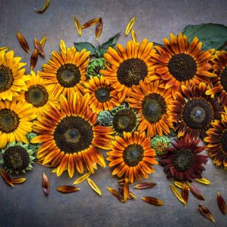 Several shades of Autumn Beauty sunflower heads arranged on a dark background. 