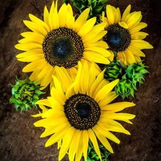 Three Henry Wilde Sunflowers and buds on a wooden background.