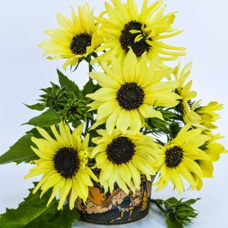 An arrangement of Ice Cream Sunflowers in a ceramic vase. against a white background.