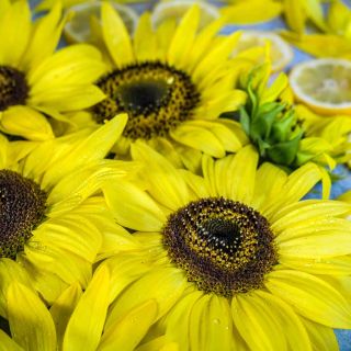 Closeup of an array of Lemon Queen Sunflowers with lemon slices on a bright blue background.
