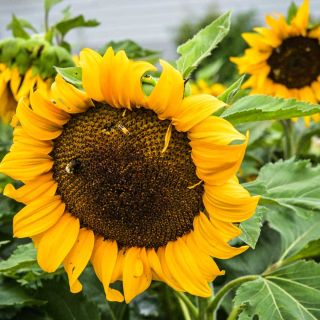 Closeup of a Sun Spot Dwarf Cola Sunflower growing in the field with pollinators.