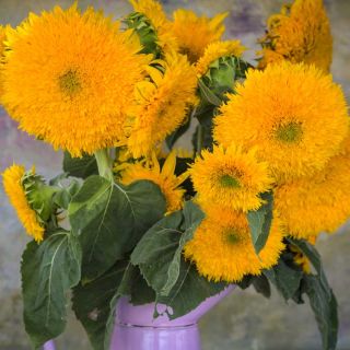 Group of Tall Orange Sun - Sunflowers in a vase on a gray background.