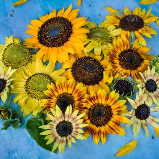 Music Box Sunflowers arranged on a bright blue background.