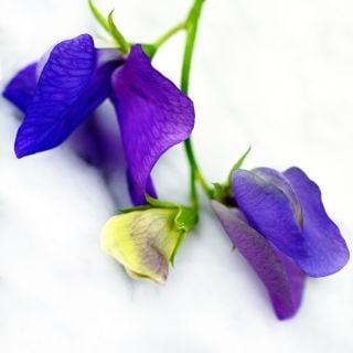 A close-up macro view of a couple of Blue Reflection Sweet Pea Blooms.