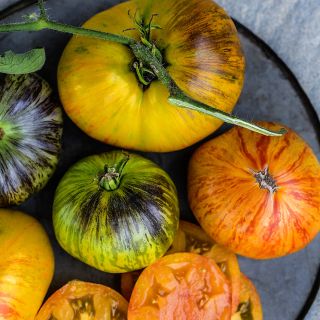 An arrangement of Alice's Dream Tomatoes at different stages of maturity on a metal plate.
