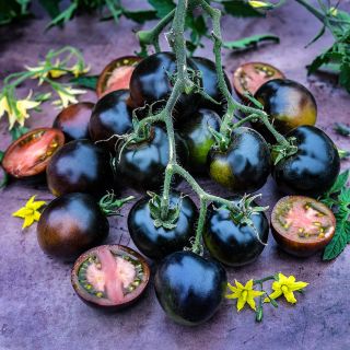 A cluster of Indigo Blue Chocolate Tomatoes still on the vine surrounded by cut fruit and blossoms.