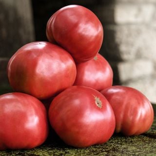 A stack of half a dozen Mortgage Lifter Tomatoes on an old wooden bench.
