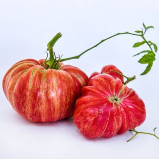 Large Pink Jazz Tomatoes arranged on a white background.