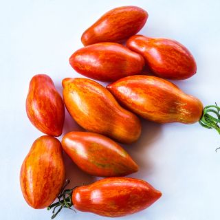 Prairie Fire Tomatoes arranged on white background.